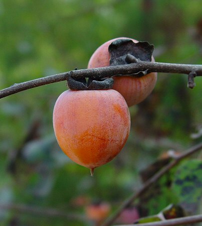 Diospyros_virginiana_fruit.jpg