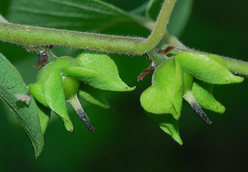 Diospyros_virginiana_fruits1.jpg