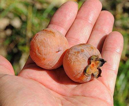 Diospyros_virginiana_fruits2.jpg