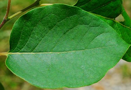 Diospyros_virginiana_leaf1.jpg