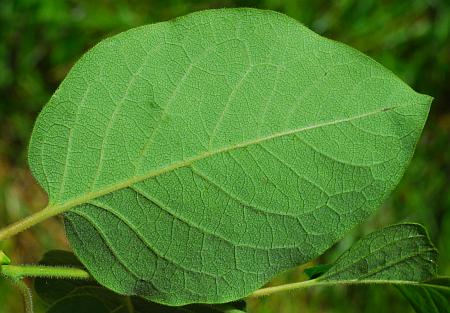 Diospyros_virginiana_leaf2.jpg