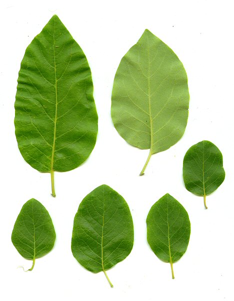 Diospyros_virginiana_leaves.jpg