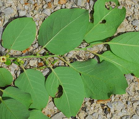 Diospyros_virginiana_leaves2.jpg