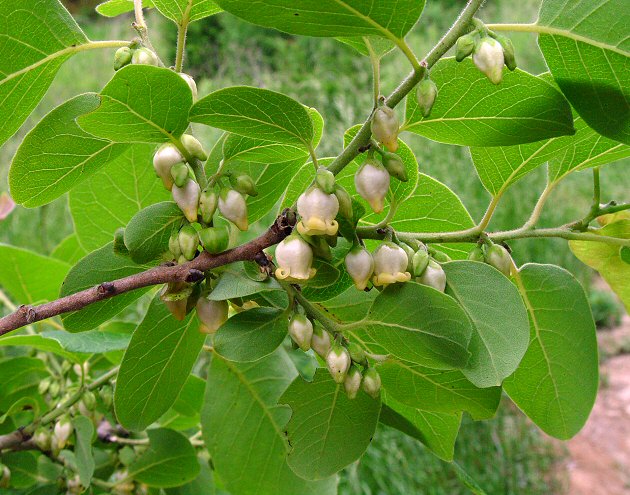 Diospyros_virginiana_plant.jpg