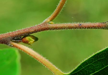 Diospyros_virginiana_stem.jpg