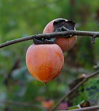 Diospyros virginiana thumbnail