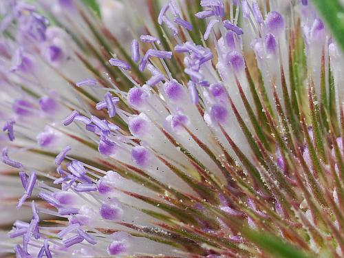 Dipsacus_fullonum_calyces.jpg