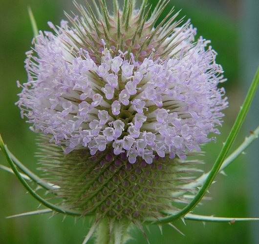 Dipsacus_fullonum_flowers.jpg