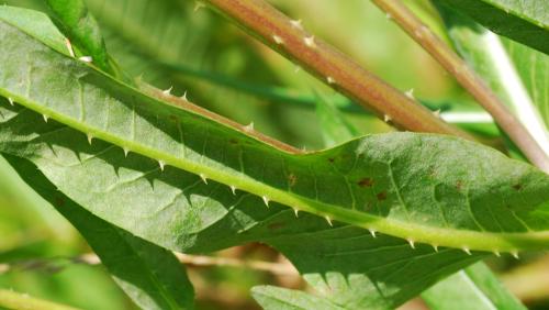 Dipsacus_fullonum_leaf.jpg