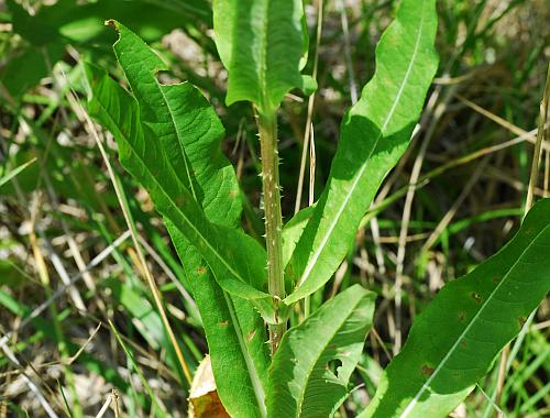 Dipsacus_fullonum_leaves.jpg