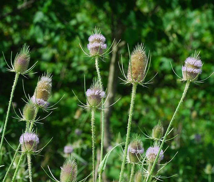 Dipsacus_fullonum_plant.jpg