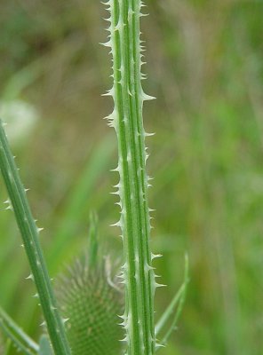 Dipsacus_fullonum_stem.jpg