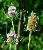 Dipsacus fullonum thumbnail