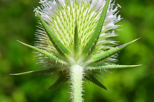 Dipsacus_laciniatus_bracts.jpg