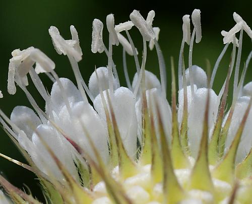 Dipsacus_laciniatus_flowers1.jpg