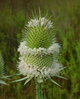 Dipsacus_laciniatus_inflorescence.jpg