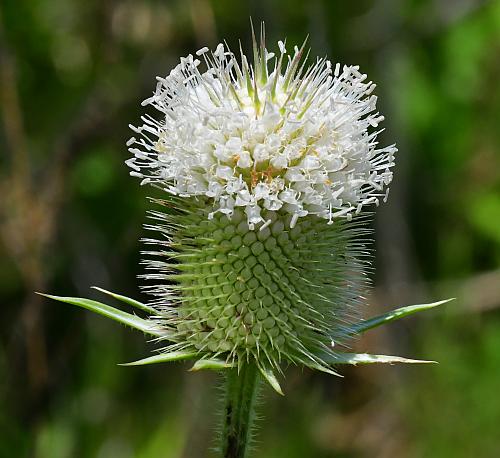 Dipsacus_laciniatus_inflorescence1.jpg