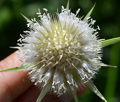 Dipsacus_laciniatus_inflorescence2.jpg