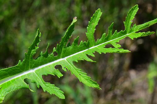 Dipsacus_laciniatus_leaf1.jpg