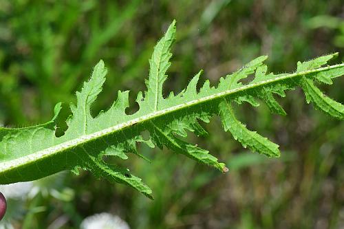 Dipsacus_laciniatus_leaf2.jpg