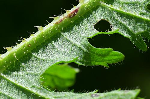 Dipsacus_laciniatus_leaf2a.jpg