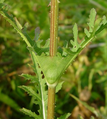 Dipsacus_laciniatus_leaf_base.jpg