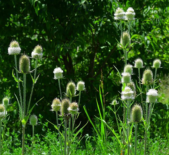 Dipsacus_laciniatus_plant.jpg