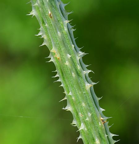 Dipsacus_laciniatus_stem.jpg