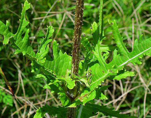 Dipsacus_laciniatus_stem2.jpg