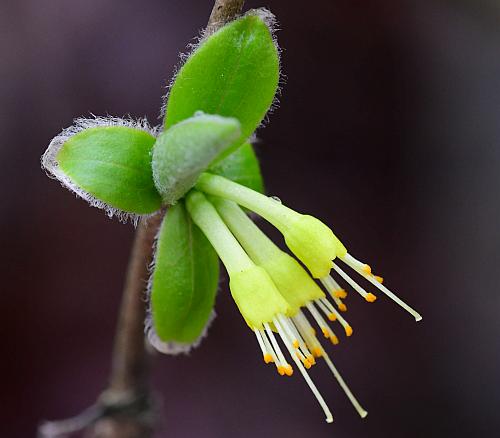 Dirca_decipiens_inflorescence.jpg