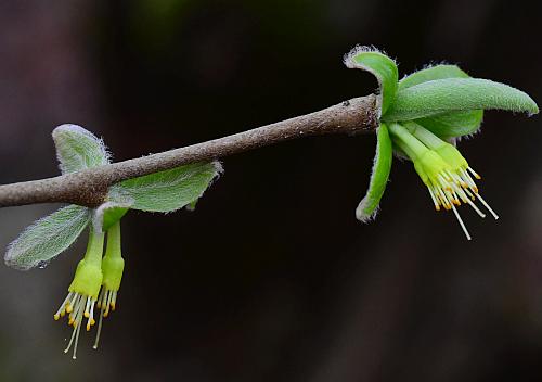 Dirca_decipiens_inflorescences.jpg