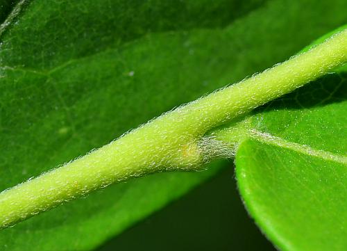 Dirca_decipiens_twig1.jpg