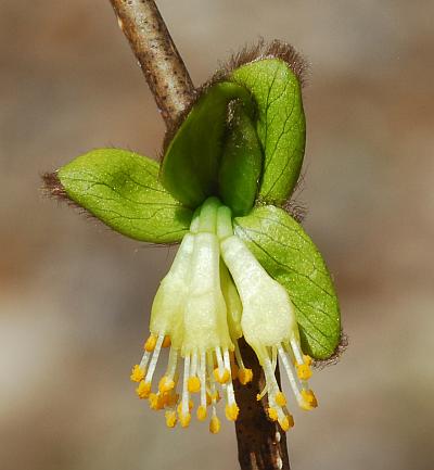 Dirca_palustris_flowers.jpg