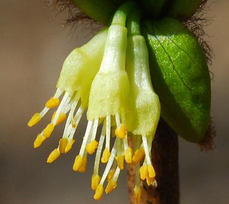 Dirca_palustris_flowers2.jpg