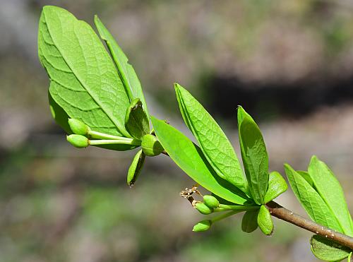 Dirca_palustris_fruits.jpg