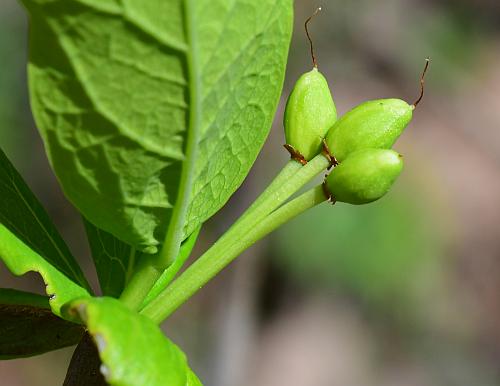 Dirca_palustris_fruits2.jpg