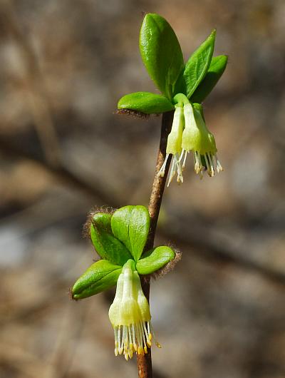 Dirca_palustris_inflorescences.jpg