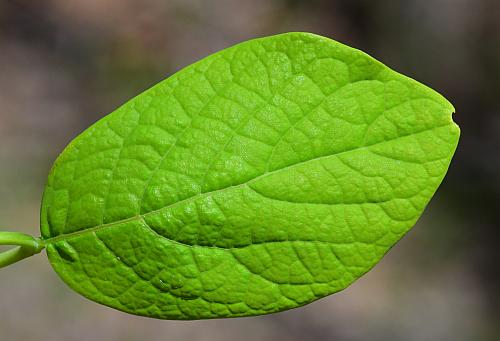 Dirca_palustris_leaf1.jpg