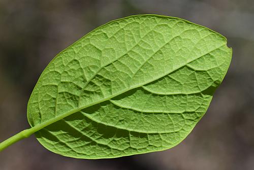 Dirca_palustris_leaf2.jpg