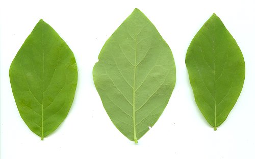 Dirca_palustris_leaves.jpg