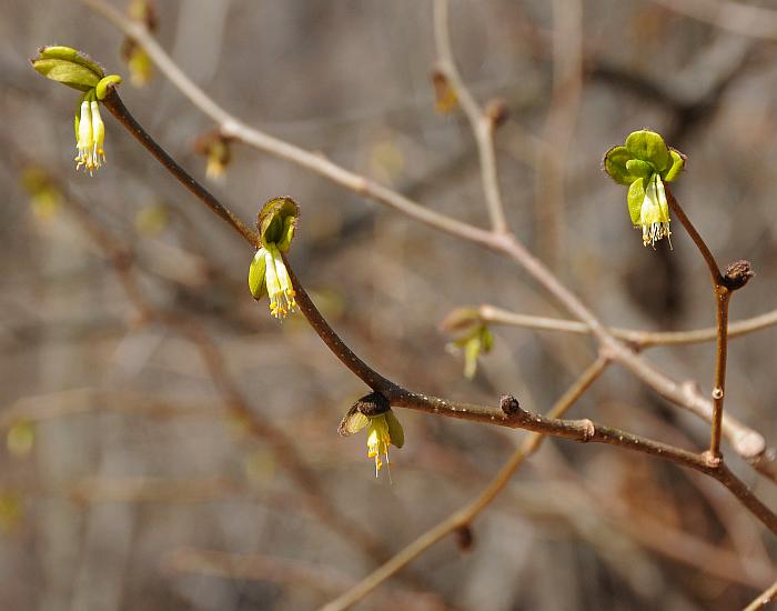 Dirca_palustris_plant.jpg