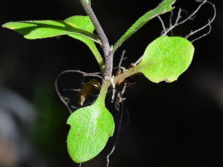 Draba_aprica_basals.jpg