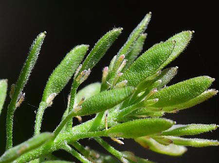 Draba_aprica_fruits.jpg