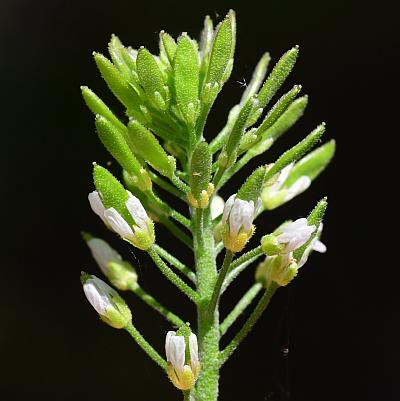 Draba_aprica_inflorescence1.jpg