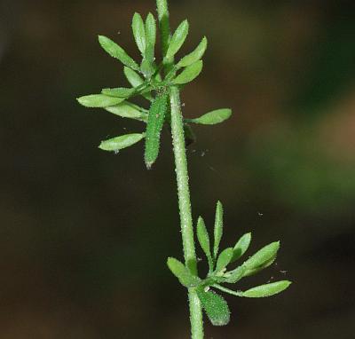 Draba_aprica_inflorescence2.jpg