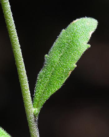 Draba_aprica_leaf1.jpg