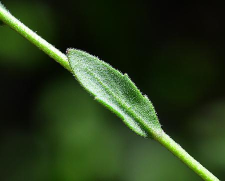 Draba_aprica_leaf2.jpg