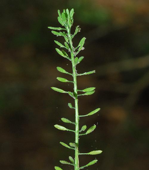 Draba_aprica_plant.jpg