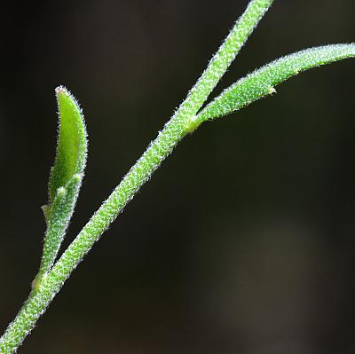 Draba_aprica_stem.jpg