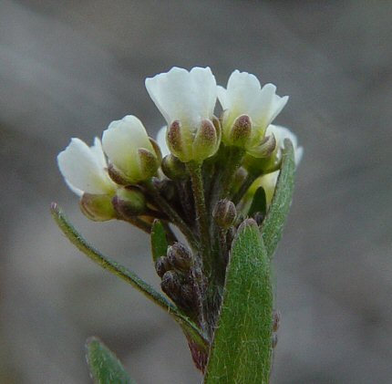 Draba_brachycarpa_calyx.jpg